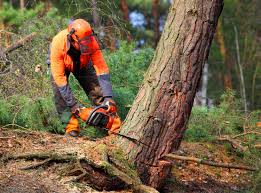 Best Tree Removal  in Tyro, NC