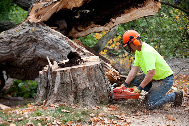 Best Commercial Tree Services  in Tyro, NC