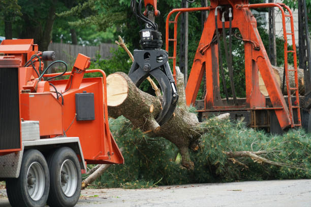 Best Leaf Removal  in Tyro, NC