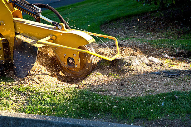 Best Grass Overseeding  in Tyro, NC