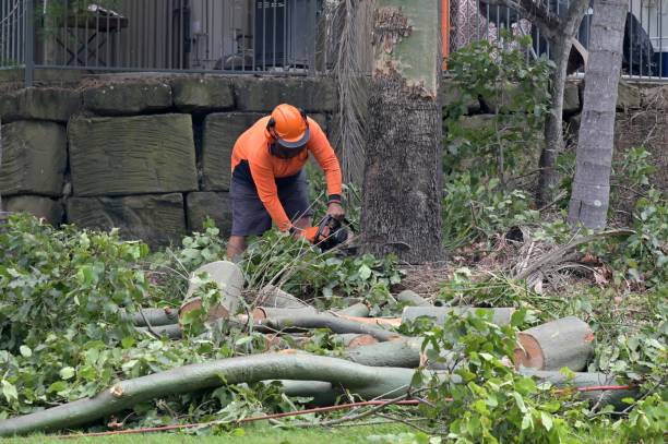 Best Root Management and Removal  in Tyro, NC