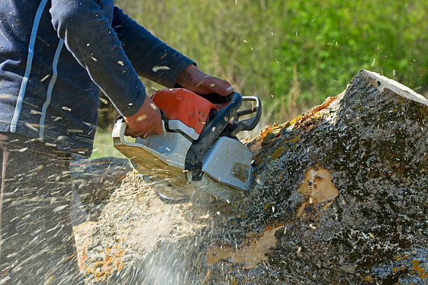 How Our Tree Care Process Works  in Tyro, NC