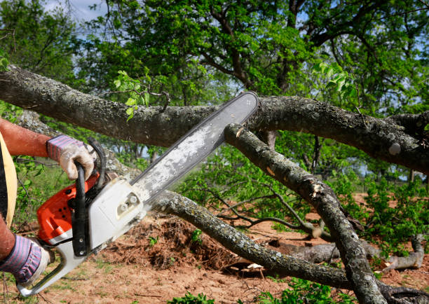 Best Lot and Land Clearing  in Tyro, NC